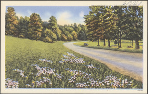 Tree-lined road