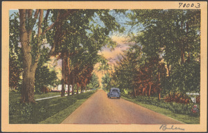 Car driving up a tree-lined road
