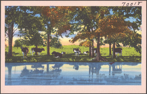 Cows by trees, body of water in foreground