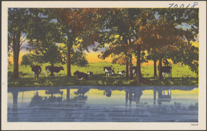 Cows by trees, body of water in foreground