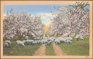 Sheep grazing by flowering cherry trees