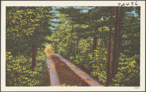 Tree-lined road