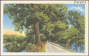 Tree-lined road, bodies of water on both sides