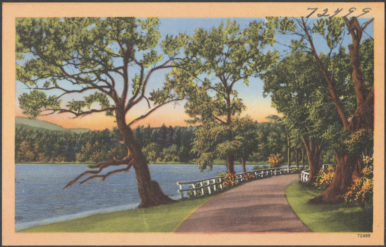 Tree-lined road, guard rail and body of water to the left