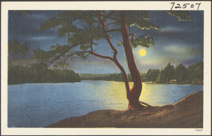 Moonlit lake, tree in foreground