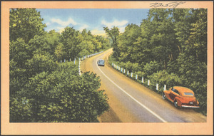 Cars on a tree-lined road