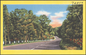 Tree-lined road