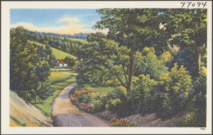 Tree-lined road, houses in background