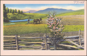 A horse pulling a plow, mountains in the background