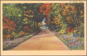 Car driving down a tree and flower-lined road