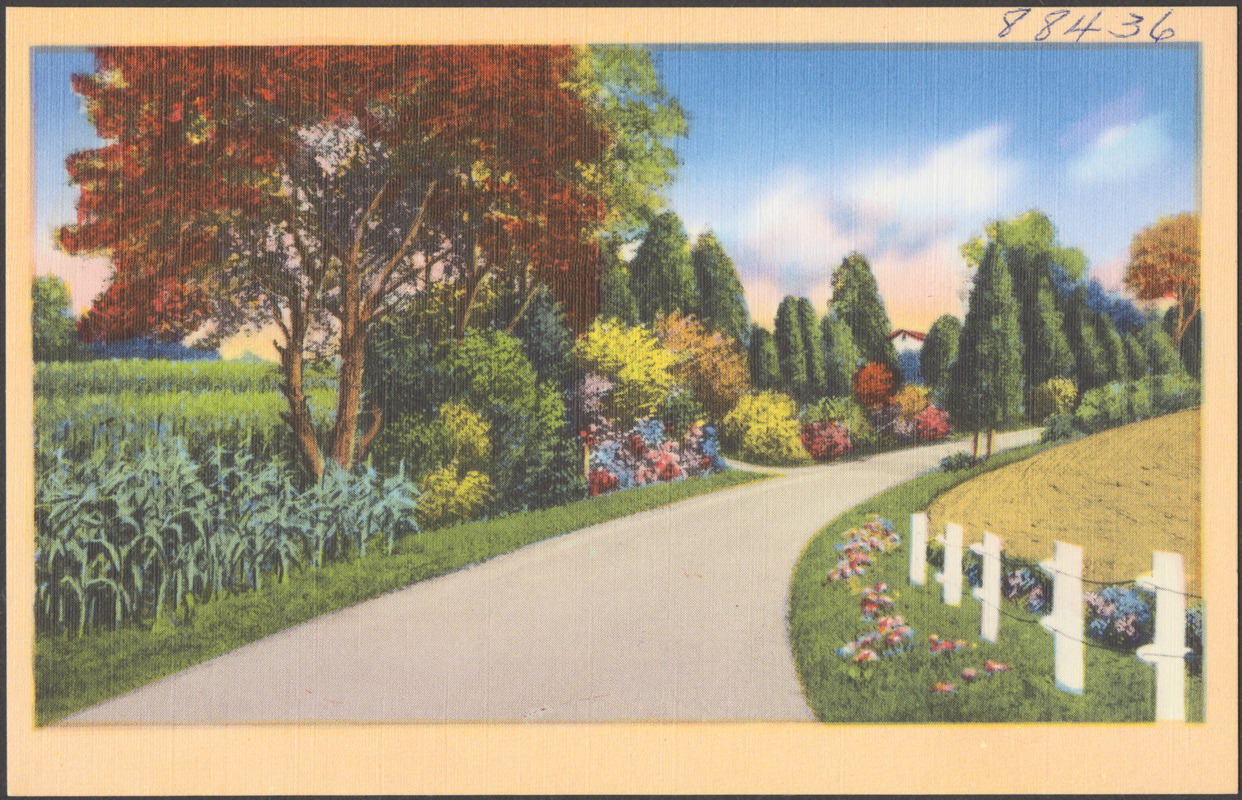 Tree and flower-lined road, fence to the right