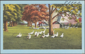 Ducks gathered around a tree