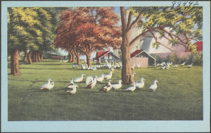 Ducks gathered around a tree