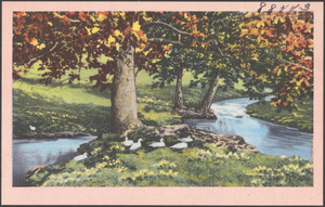 Ducks gathered around a tree by a river