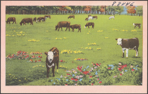Cows grazing, flowers in the foreground