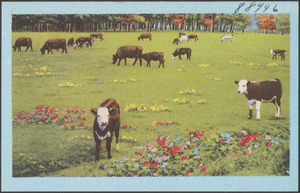 Cows grazing, flowers in the foreground
