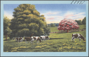 Cows grazing, trees in the background