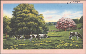 Cows grazing, trees in the background