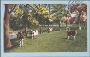Cows by a tree-lined river