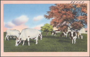 Cows grazing, trees in the background