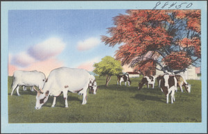 Cows grazing, trees in the background