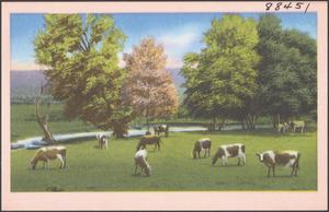 Cows grazing, trees and river in the background