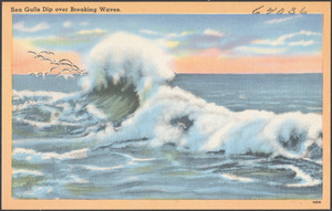 Sea gulls dip over breaking waves