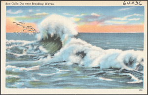 Sea gulls dip over breaking waves