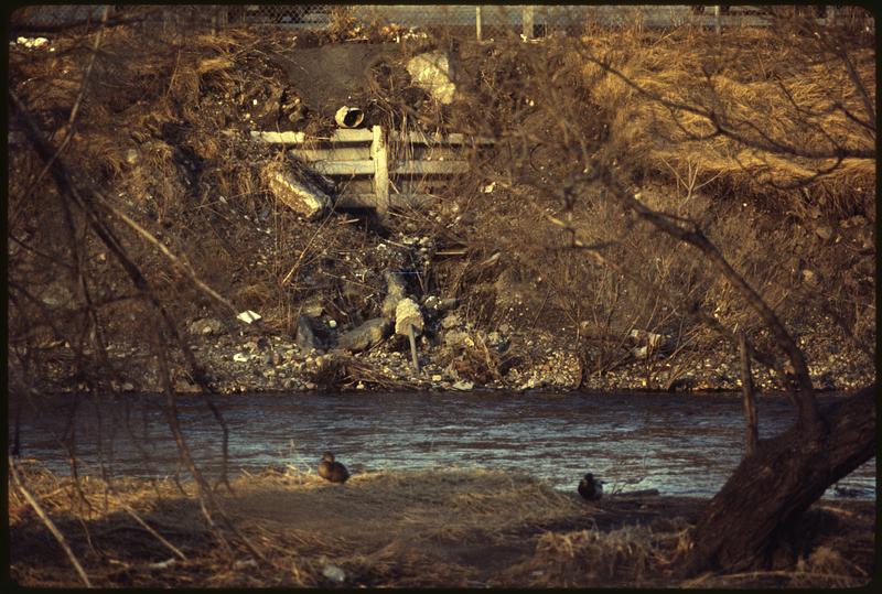 Mallard ducks and other birds make home in debris in Charles River, Waltham-from Farwell St. Bridge area