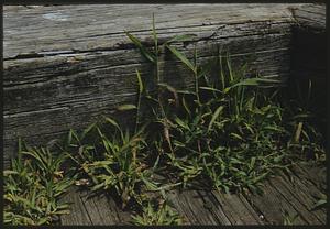 Plants growing between wood planks