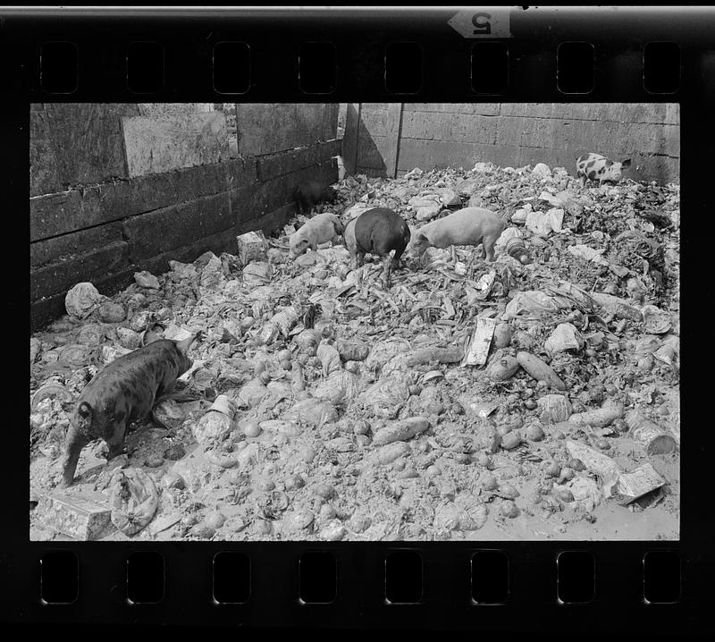 Stock at Paulino's Piggery, Peabody