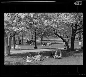 Springtime in the Public Garden, Boston Harbor
