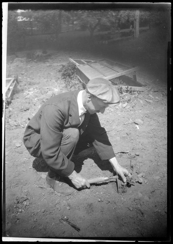 Strawberry, planting