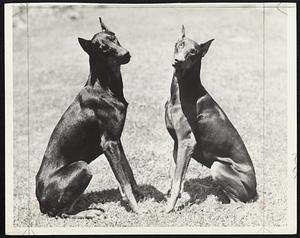 Pretty Doggy Book-Ends are what these Doberman Pinschers owned by Elliot Blackington of Holliston seem to be, and their owner, a member of the New England Dog Training Club of Boston, hopes they will make a showing for the book in the obedience trials at the North Shore Kennel Club show at Hamilton Saturday. The dogs are named Blitz and Berta.