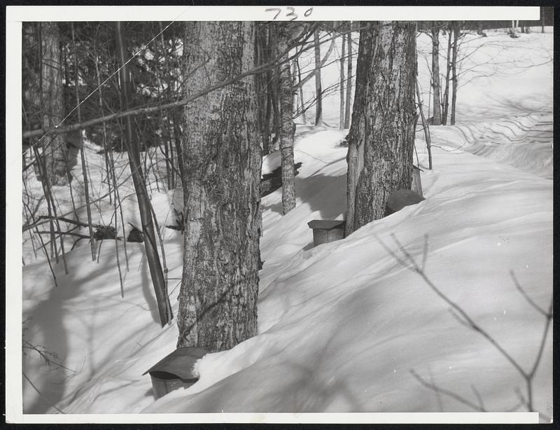 Abandoned Sap Buckets-Abandoned temporarily are these sap buckets among the 2,500 hung early in March by Maurice Porter of Langdon, N. H. Three heavy snowfalls followed their hanging and now they remain isolated by the snow. About 75 per cent of the annual yield already has been lost. New Hampshire's maple syrup harvest, normally worth $300,000 may fall to $75,000 this year.