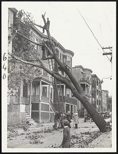 Blown down by the gale, this tree partly wrecked a dwelling at 125 Marlborough street, Chelsea, awakening the occupants. A portion of the roof was caved in.