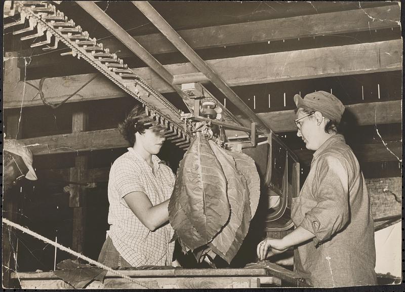 Tobacco growing and processing