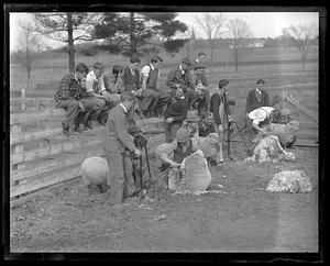 Sheep shearing