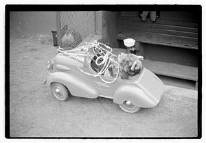 Teddy bear in a racecar, Fenway Park