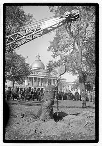 Tree removal