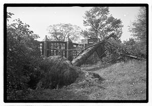 Uprooted tree