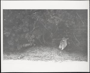 Litter among hedges