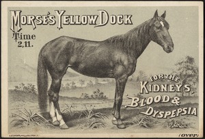 Morse's Yellow Dock for the kidneys, blood & dyspepsia