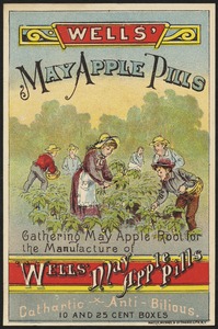 Wells' May Apple Pills - gathering may apple root for the manufacture of Wells' May Apple Pills