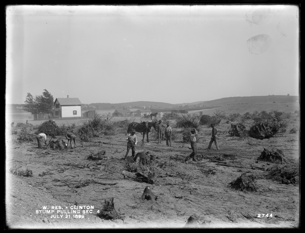 Wachusett Reservoir, pulling stumps near the North Dike, Section 4; from the northwest, Clinton, Mass., Jul. 21, 1899