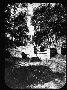 Phipps Street Cemetery with young healthy elm trees and stumps of larger trees