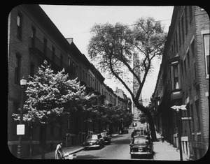 New Norway maple trees and the last of the big elms on Monument Avenue. 1952