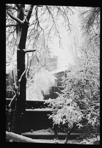 Winter vista in Forest Garden