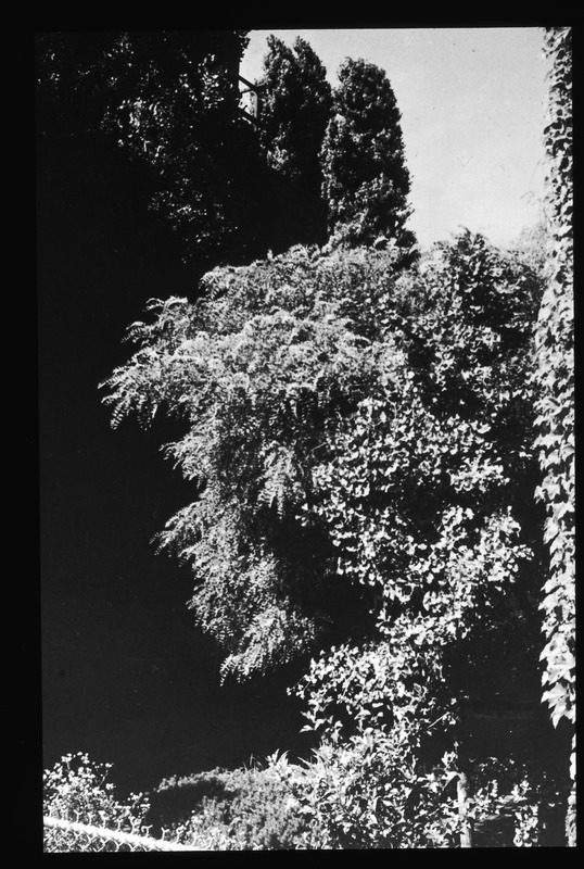 Arboreal silhouettes in St. John's Forest Garden, July 1954