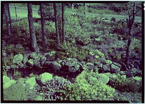 Marblehead, Roadside Rock Garden, flowers
